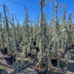 Céder atlantský (Cedrus atlantica) ´GLAUCA PENDULA´ - výška 200-220 cm, kont. C55L 